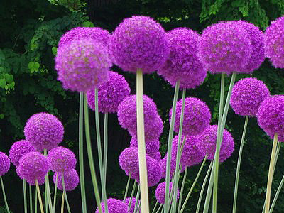 de belles fleurs violette avec de grandes tiges