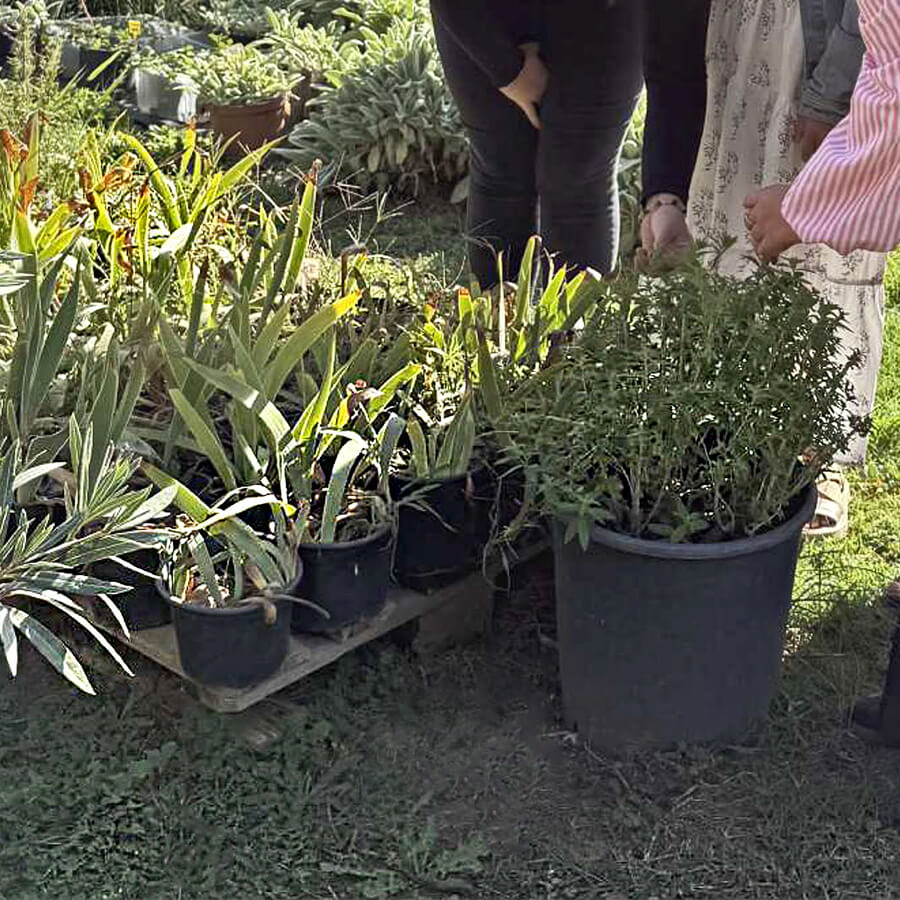 L'équipe éducative découvre les plantes de la pépinière